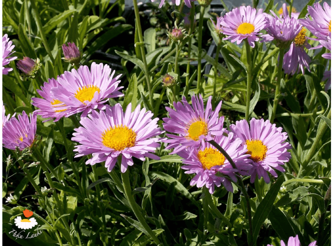 Aster alpinus   'Happy End'